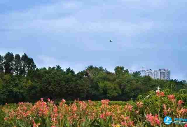 深圳龙华区福城街道附近有哪些可以赏花的地方