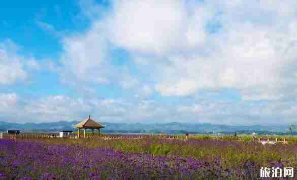 贵州花海图片贵州看花的地方介绍