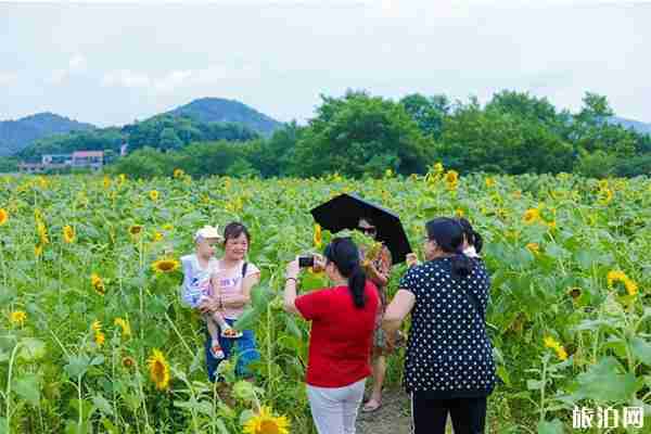 长沙望城桥驿镇群力村向日葵花开 附交通指南 旅游资讯 旅游攻略