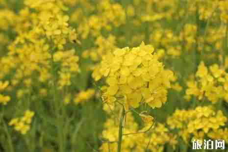 河南油菜花著名景点 河南油菜花几月开