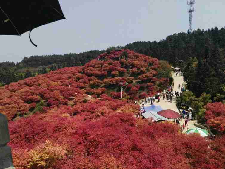 3.圣灯山森林公园